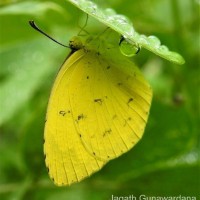 Eurema hecabe Linnaeus, 1764